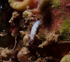 Hypselodoris peasei