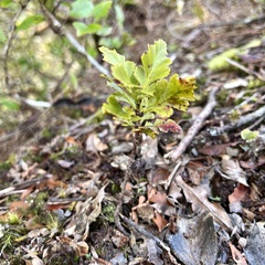 Phyllocladus alpinus