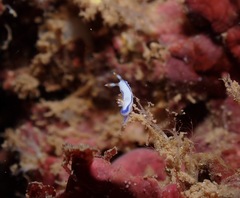 Hypselodoris peasei