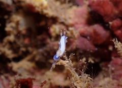 Hypselodoris peasei