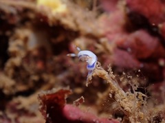 Hypselodoris peasei