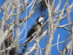 Pachycephala rufiventris