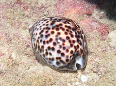 Cypraea tigris