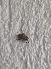 Ecnolagria