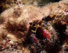 Dardanus sanguinocarpus