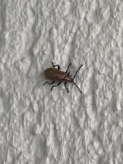 Ecnolagria