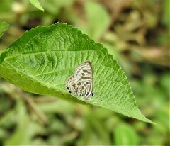 Leptotes plinius