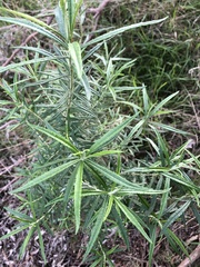 Cassinia longifolia