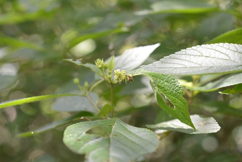 Lippia cardiostegia (Lippia cardiostegia)