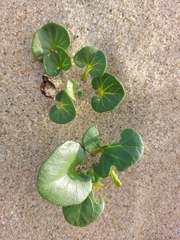Calystegia soldanella