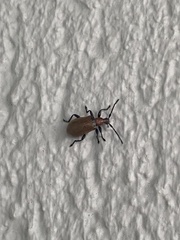 Ecnolagria