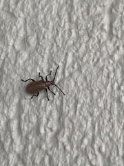 Ecnolagria