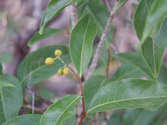 Celastrus subspicatus