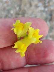 Linaria spartea