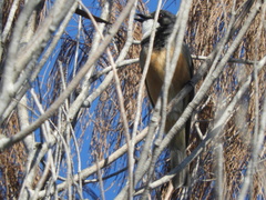 Pachycephala rufiventris