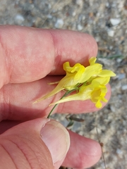 Linaria spartea