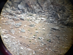 Tetraogallus caucasicus