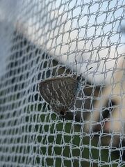 Theclinesthes miskini