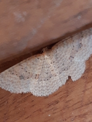 Epicyme rubropunctaria