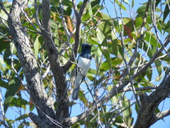 Myiagra rubecula