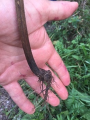 Chaerophyllum bulbosum