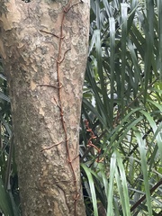 Erythrorchis altissima