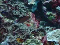 Pseudocheilinus evanidus