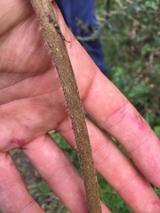 Chaerophyllum bulbosum