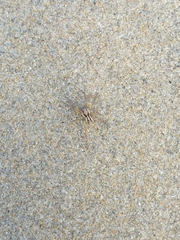 Artoriopsis expolita