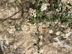 Spyridium parvifolium