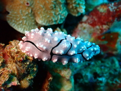 Phyllidiopsis krempfi