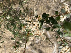 Spyridium parvifolium