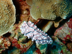 Phyllidiopsis krempfi