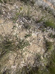 Spyridium parvifolium