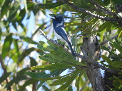 Myiagra rubecula