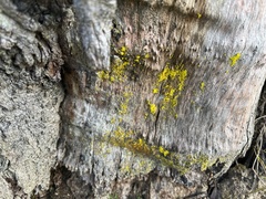 Chrysothrix candelaris