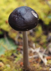 Oudemansiella