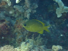 Chromis