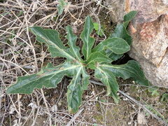 Lichtensteinia trifida