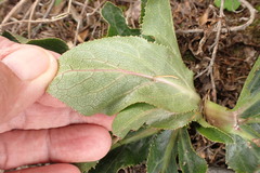Lichtensteinia trifida