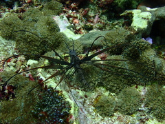 Pterois volitans