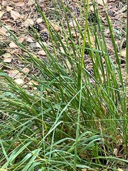 Molinia caerulea