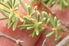Asparagus lignosus