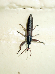 Rhinotia