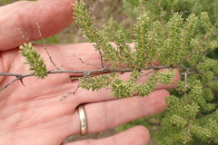 Asparagus lignosus