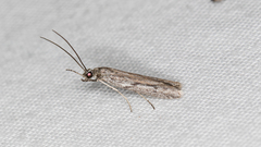 Cryptoblabes hemigypsa