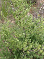 Asparagus lignosus