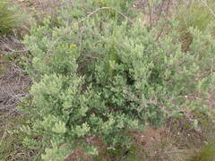 Asparagus lignosus