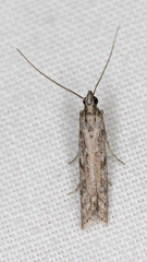 Cryptoblabes hemigypsa