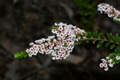 Thryptomene calycina